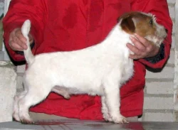 Jack Russell teriér – 3 fenky + 2 pejsci s PP k rezervaci