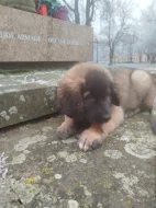 Leonberger