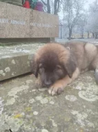 Leonberger