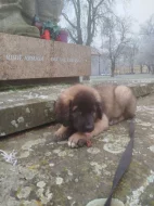 Leonberger