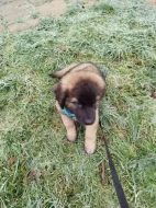 Leonberger