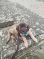 Leonberger