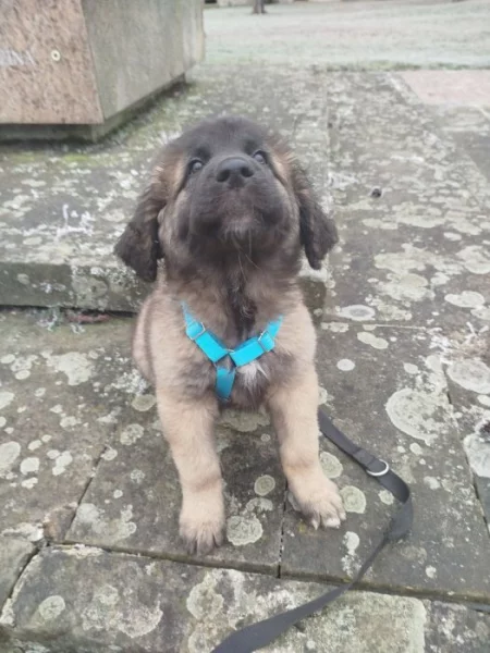 Leonberger