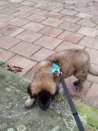 Leonberger