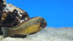 Tropheus