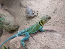 Leguánek obojkový - Crotaphytus collaris Wichita Mountain