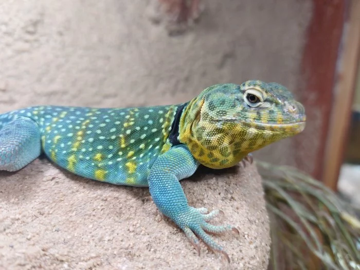 Leguánek obojkový - Crotaphytus collaris Wichita Mountain