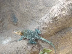 Leguánek obojkový - Crotaphytus collaris Wichita Mountain