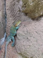 Leguánek obojkový - Crotaphytus collaris Wichita Mountain