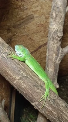 Leguán zelený (Iguana iguana)