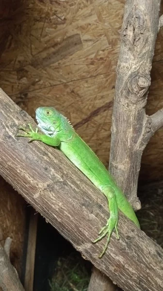 Leguán zelený (Iguana iguana)