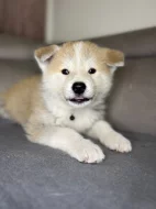 Štěňata Akita Inu