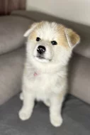 Štěňata Akita Inu