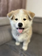 Štěňata Akita Inu