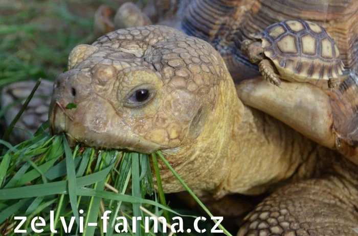 SUCHOZEMSKÉ ŽELVY OSTRUHATÉ – vlastní odchov!