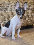 Americký toy foxterrier - štěně pejsek