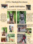 Nabízím štěňátka belgického ovčáka malinois