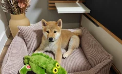 Štěně Shiba Inu (PP)