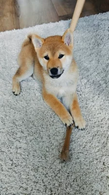 Štěně Shiba Inu (PP)