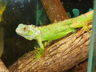 Leguán zelený (Iguana iguana)