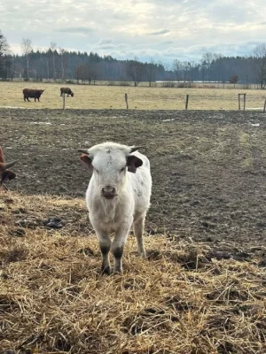 Texas Longhorn