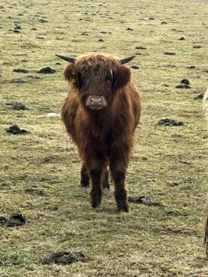 Skotský náhorní skot (Highland cattle)