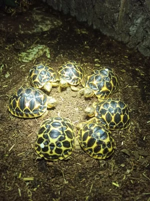 Mláďata želvy hvězdnaté (Geochelone elegans)