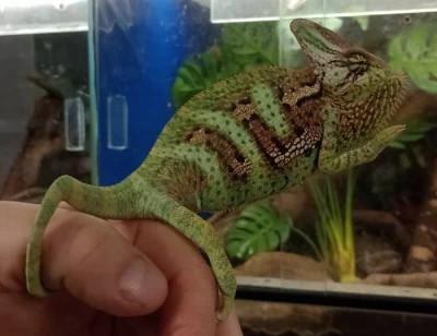 Chameleon jemenský (Chamaeleo calyptratus)