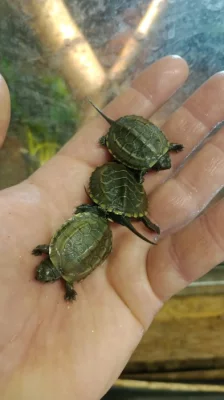 Želva trojkýlná (Mauremys reevesii) vlastní odchov