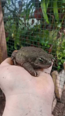 Ropucha obrovská (Rhinella marina)