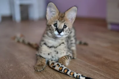 serval