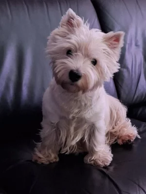 Prodej-West highland white terrier