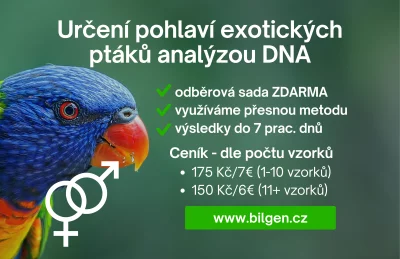 Určení pohlaví analýzou DNA - BILGEN s.r.o.