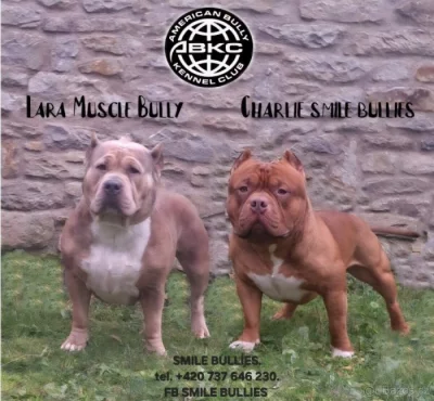 American Bully standard