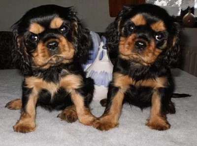 Prodám štěňátka Cavalier King Charles Spaniel