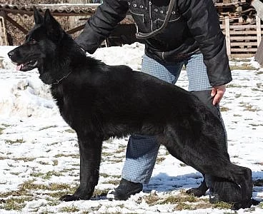 Německý ovčák - celočerná a tmavě vlkošedá štěňátk