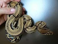 Hroznýše Boa constrictor imperator 