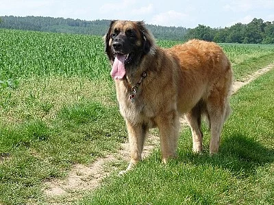 Leonberger štěňata