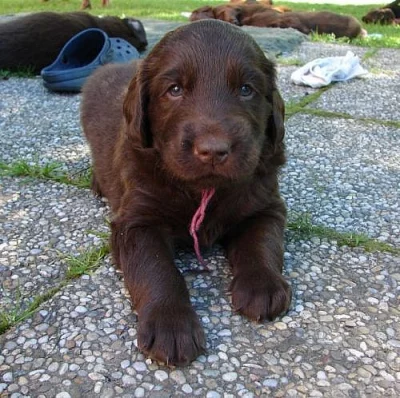 Flat coated retriever, štěňata s PP, hnědá i černá