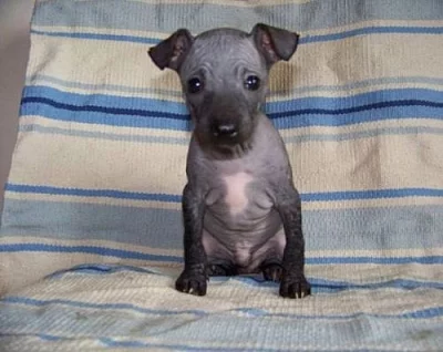 American hairless terrier