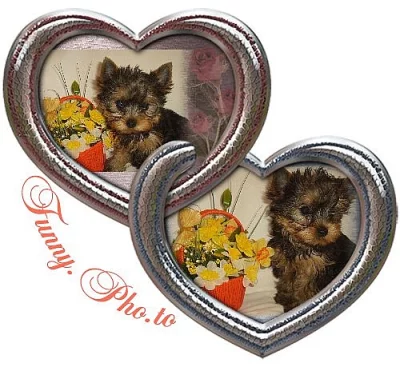 Yorkshire terrier s PP