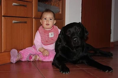 Štěńátka Labrador Retriever s PP