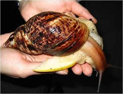  Achatina Reticulata (obří africký šnek)