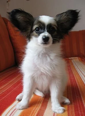 Papillon