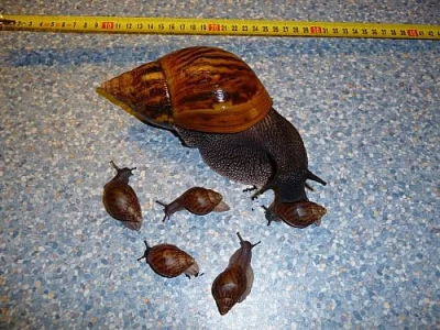 Achatina achatina