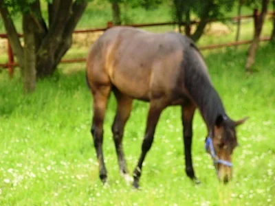 Prodám roční kobylku Appaloosa