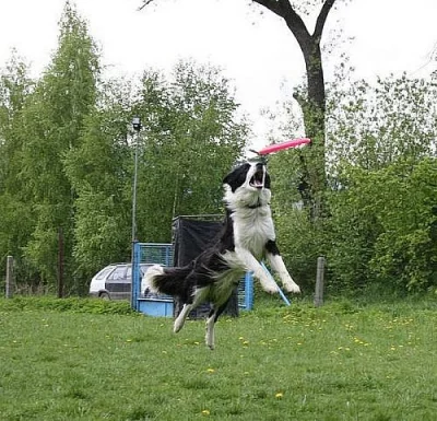 Border collie 