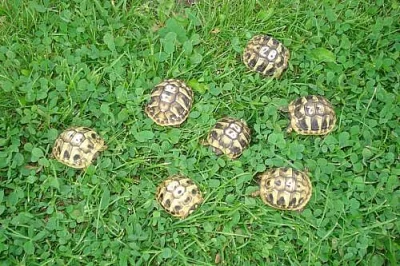 Testudo hermanni - zelenavá NZ 2009 