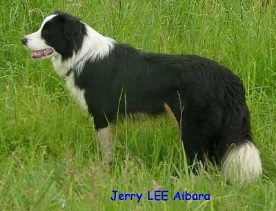 Border collie 