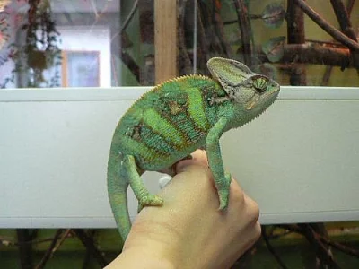 Chameleon jemenský-CHOVNÉ